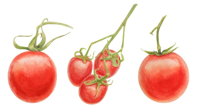 Fresh ripe cherry tomatoes on the branch. Hand drawn watercolor illustration of red organic vegetable, close-up, vegetarian food, natural ingredient, package design element. Realistic botanical painting