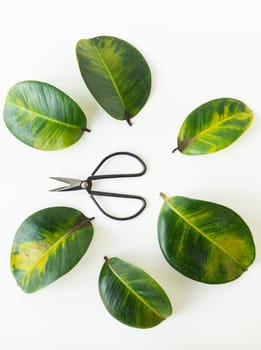 Six green leaves with visible veins and black scissors arranged on a plain white background. The leaves are brightly colored, with someone showing signs of yellowing or senescence