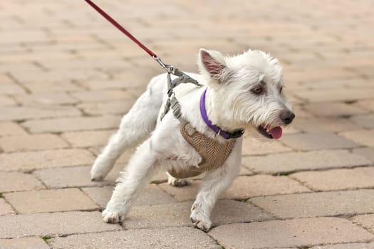 West highland white terrier Tugging Excitedly on a leash trying to Go Sideways to See a Friend