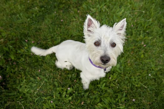 West highland white terrier sitting obediently on grass and looking Expectantly up at camera