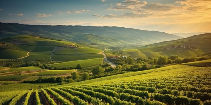 Beautiful landscape of Vineyards in European region in summer season comeliness