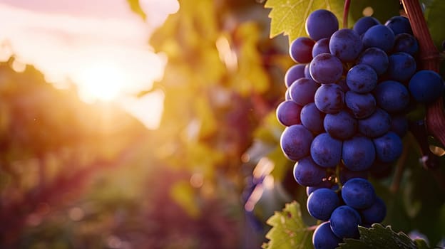 closeup of blue grapes in a vineyard at sunset.