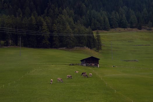 Pastoral Harmony: Cows Grazing in a Lush Alpine Meadow with a Traditional Barn in the Background. High quality photo