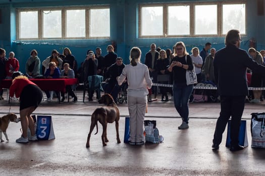 Belarus, Minsk - 14 october, 2023: Woman taking pictures of a dog on her phone