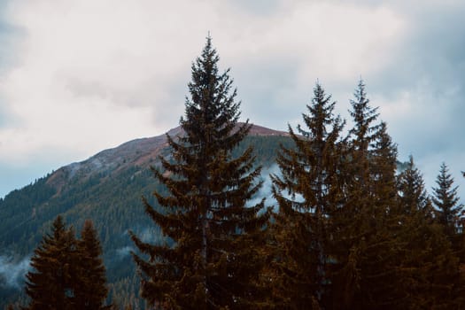 Whispers of the Wild: Alpine Majesty Amidst the Evergreens. High quality photo