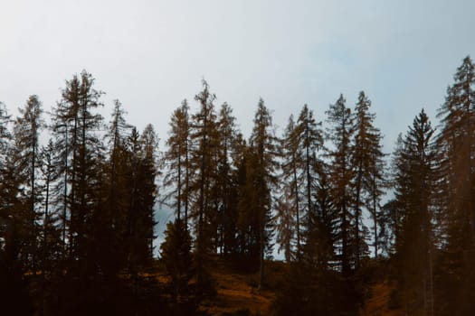 Autumn's Whisper: A Serene Alpine Forest Edging into the Mountain Mist. High quality photo