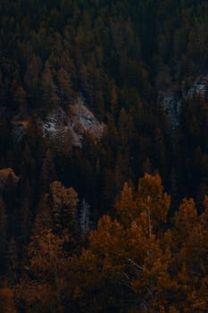 Autumn's Palette: A Symphony of Gold and Green in the Alpine Forest. High quality photo