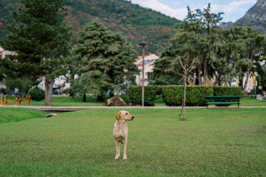 Brown dog stands on a green lawn in the park and looks away. High quality photo