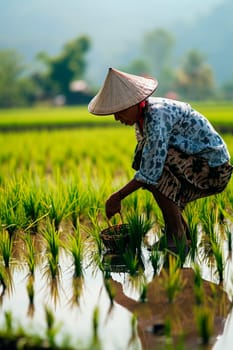 people on a rice plantation. Selective focus. nature.