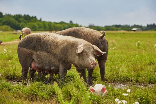 Eco pig farm in the field in Denmark.