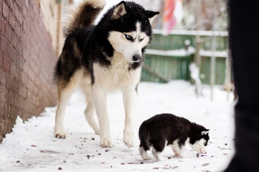 An adult Siberian Husky with striking blue eyes watches over a curious Husky puppy exploring a snow-covered path.