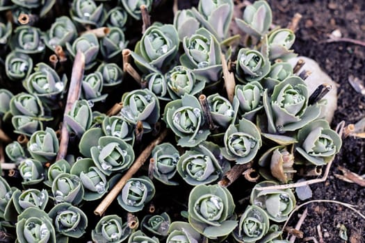 Green buds of echeveria with water drops close up