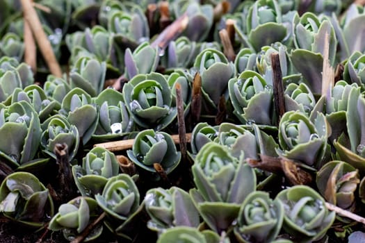 Green buds of echeveria with water drops close up