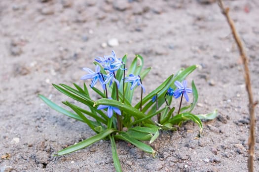 Blue flower bluebells with green leaves close up