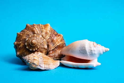 Three seashells on a blue background with close up