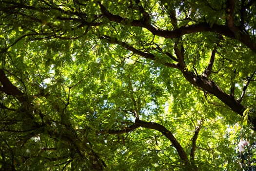 The shadow of a tamarind leaf looking up at the sky. look up branch tamarind tree