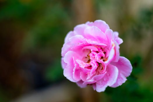 The rose blooms in the morning sun in the beautiful garden. Beautiful roses shimmering in the morning sun.