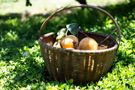 Picking fresh and yummy santols in the orchard. Santol Fruit In A Basket In The Garden.