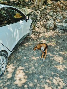 vertical photo of a stray dog lying on the ground in the shade of a tree near a white car. Young lonely cute white and brown stray dog. soft focus.