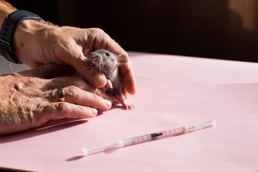 Animal test. Researcher injects drug, vaccine into the small laboratory white mouse by subcutaneous injection