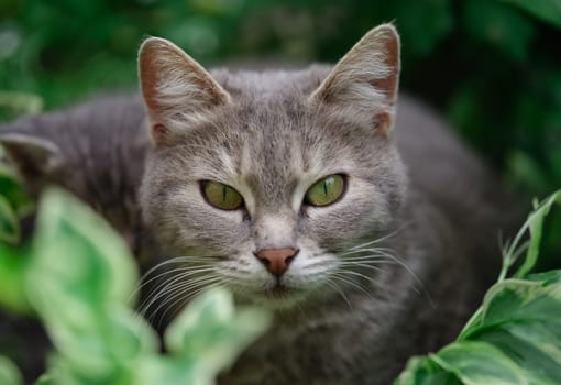 Gray domestic cat walks on green grass. Wild cat in nature concept