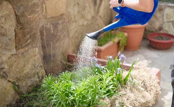 Closeup of water pouring from watering can into flower bed. Caring for flowers in garden concept