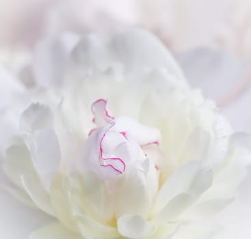 White peony flower petals. Macro flowers background. Soft focus, abstract floral backdrop