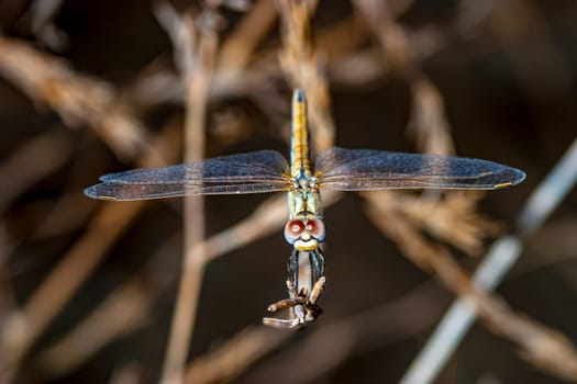 Image of a dragonfly ( sympetrum sp ) accomplished like photo of approximation.