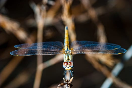 Image of a dragonfly ( sympetrum sp ) accomplished like photo of approximation.