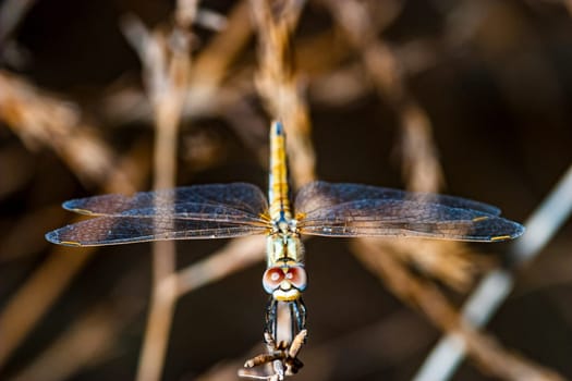 Image of a dragonfly ( sympetrum sp ) accomplished like photo of approximation.