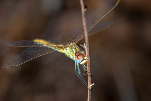 Image of a dragonfly ( sympetrum sp ) accomplished like photo of approximation.