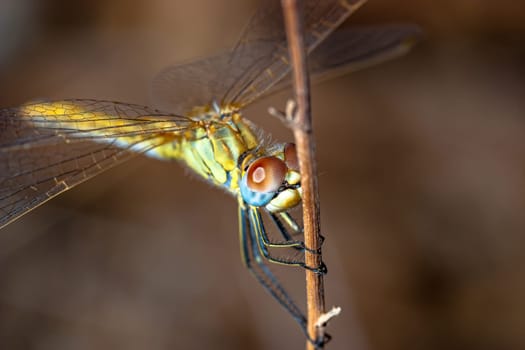 Image of a dragonfly ( sympetrum sp ) accomplished like photo of approximation.