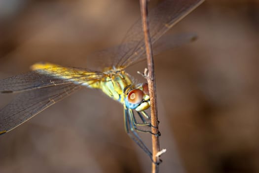 Image of a dragonfly ( sympetrum sp ) accomplished like photo of approximation.