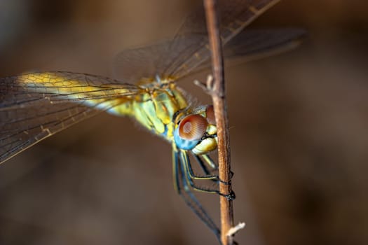 Image of a dragonfly ( sympetrum sp ) accomplished like photo of approximation.