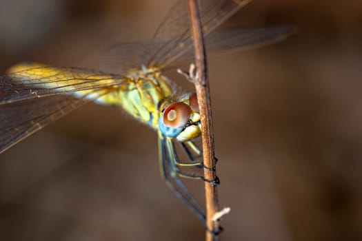 Image of a dragonfly ( sympetrum sp ) accomplished like photo of approximation.