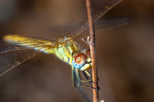 Image of a dragonfly ( sympetrum sp ) accomplished like photo of approximation.