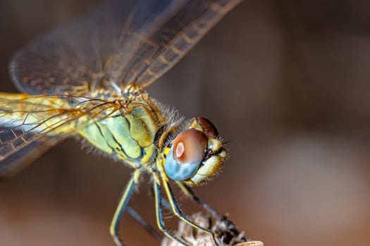 Image of a dragonfly ( sympetrum sp ) accomplished like photo of approximation.