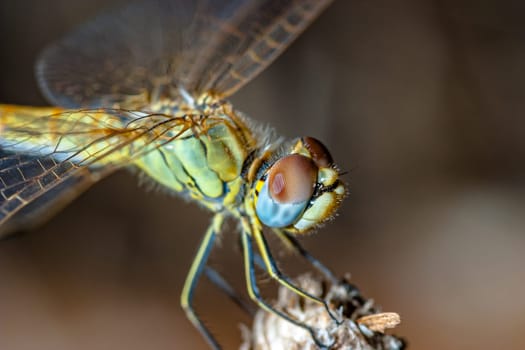 Image of a dragonfly ( sympetrum sp ) accomplished like photo of approximation.