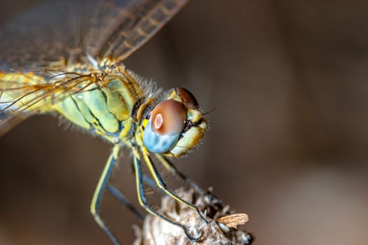 Image of a dragonfly ( sympetrum sp ) accomplished like photo of approximation.