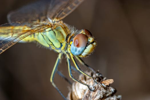 Image of a dragonfly ( sympetrum sp ) accomplished like photo of approximation.