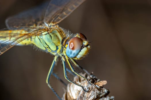 Image of a dragonfly ( sympetrum sp ) accomplished like photo of approximation.