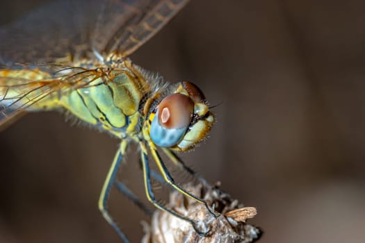 Image of a dragonfly ( sympetrum sp ) accomplished like photo of approximation.