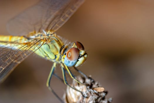 Image of a dragonfly ( sympetrum sp ) accomplished like photo of approximation.