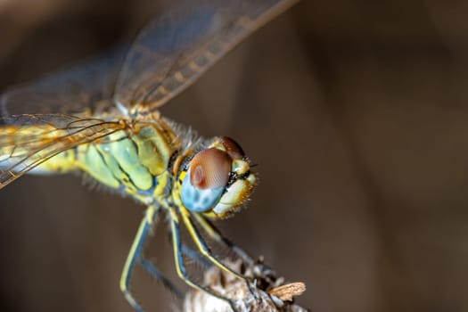 Image of a dragonfly ( sympetrum sp ) accomplished like photo of approximation.