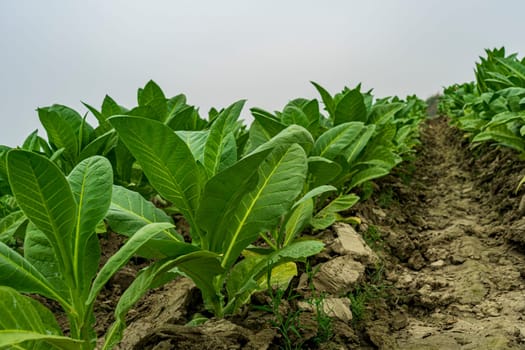 tobacco plantation, tobacco cultivation in Bangladesh. Field of tobacco