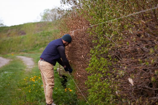 A male gardener trims a hedge in early spring, straightening it with taut laces, trimming the hedge with scissors.