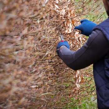 Cleaning the garden in early spring, cutting the hedge, which is still leafless, the gardener levels the hedge.