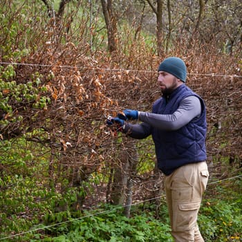 A man trims a hornbeam hedge in his garden, a gardener works with scissors.