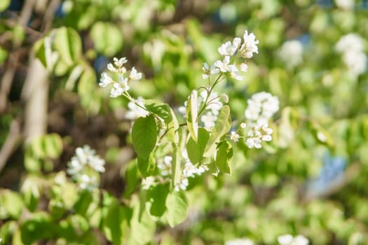 Blooming cherry branches with white flowers close-up, background of spring nature. Macro image of vegetation, close-up with depth of field.