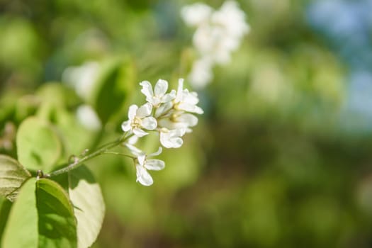 Blooming cherry branches with white flowers close-up, background of spring nature. Macro image of vegetation, close-up with depth of field.